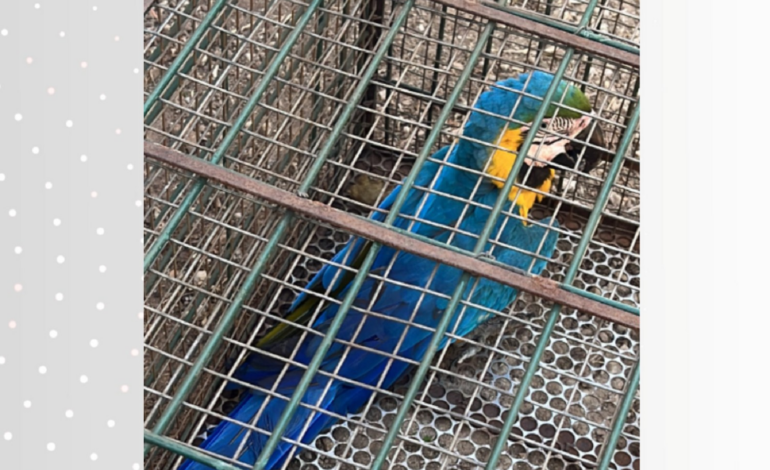 arara-caninde-e-resgatada-apos-ser-encontrada-ferida-em-palmas