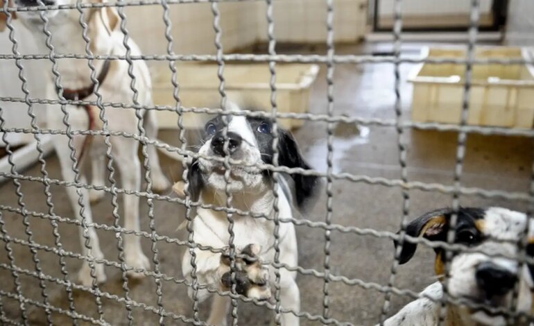 projeto-aprovado-na-camara-proibe-uso-de-animais-em-testes-cosmeticos