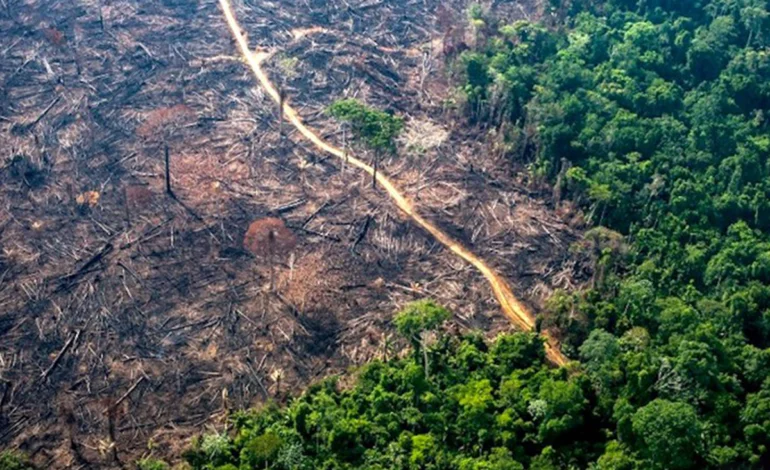 incendios-ameacam-biodiversidade-ate-em-florestas-que-nao-pegaram-fogo-–-climainfo