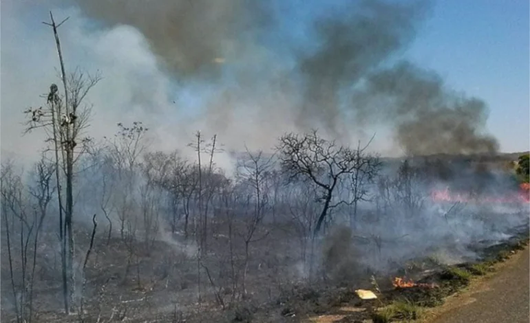 pl-da-devastacao-pode-inviabilizar-metas-climaticas-do-brasil-–-climainfo