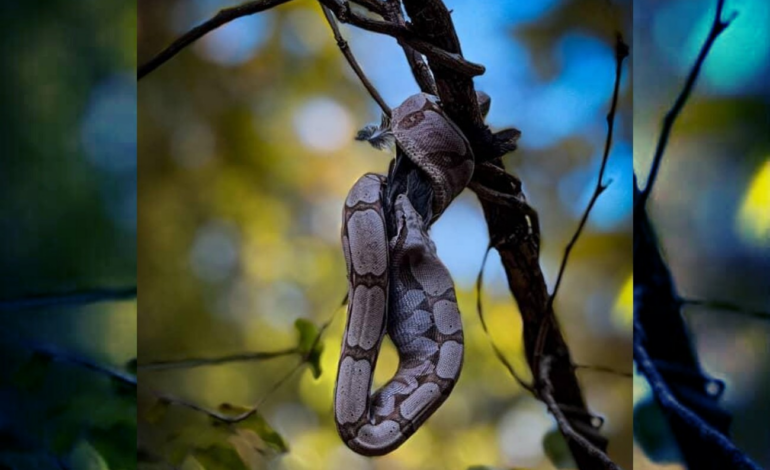 video-mostra-cobra-devorando-passaro-encima-de-arvore-em-parque