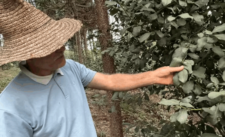 sistema-agricola-tradicional-de-erva-mate-no-parana-e-reconhecido-pela-onu-–-climainfo