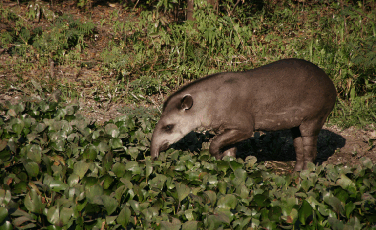 antas-reaparecem-na-caatinga,-onde-eram-tidas-como-extintas-–-climainfo