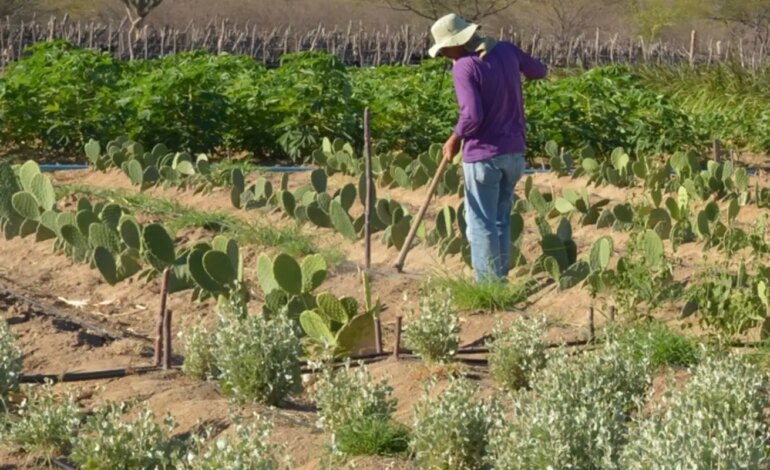rendimento-de-trabalhador-rural-sobe-5,5%-no-1o-trimestre