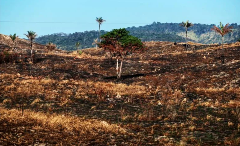 amazonia:-desmatamento-cai-18%-em-junho,-mas-tendencia-anual-e-de-alta-–-climainfo