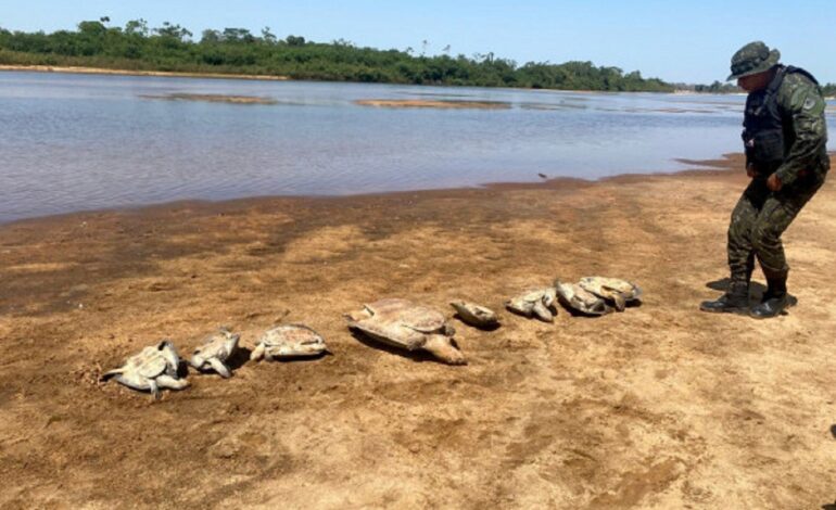 Operação flagra acampamento com dez tartarugas vivas e mais de 700 kg de pescado