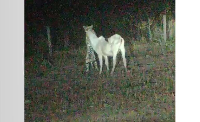 video-mostra-onca-atacando-bezerro-em-pasto-de-fazenda-no-tocantins
