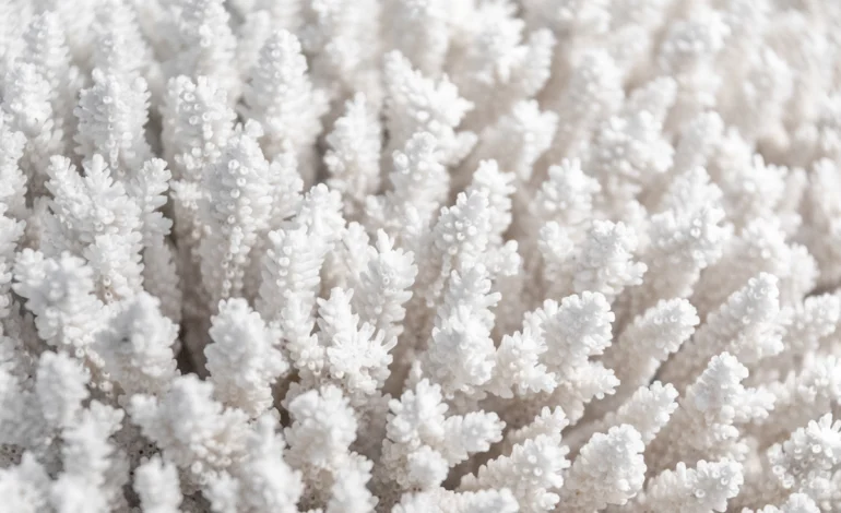 grande-barreira-passa-pela-maior-perda-anual-registrada-de-corais-vivos-–-climainfo