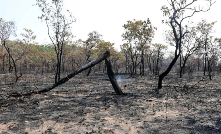 deter:-desmatamento-cai-no-cerrado-e-no-pantanal,-mas-sobe-na-amazonia-–-climainfo