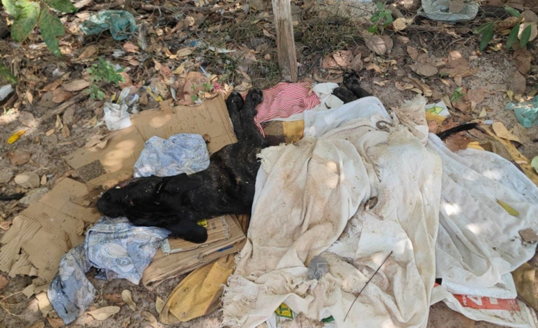 cao-morre-apos-ser-encontrado-sem-agua-e-comida-em-chacara-e-tutor-e-denunciado