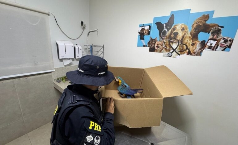 arara-caninde-tem-asa-amputada-em-cirurgia-apos-ser-encontrada-ferida-na-br-153