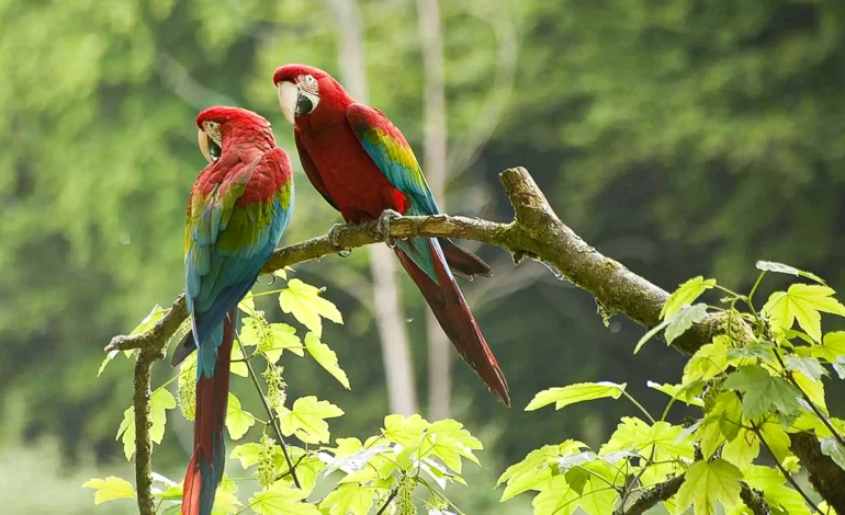 calor-extremo-reduziu-populacao-de-aves-tropicais-em-ate-38%-–-climainfo