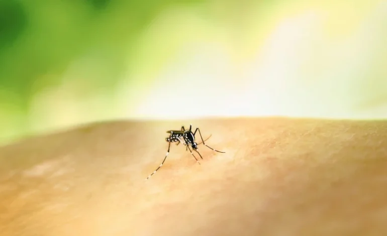 crise-climatica-faz-disparar-doencas-causadas-por-mosquitos-na-europa-–-climainfo