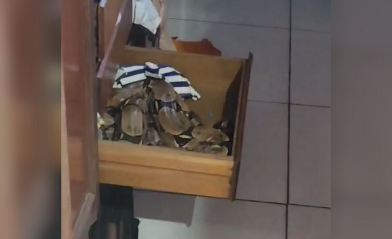morador-encontra-jiboia-dentro-de-gaveta-do-guarda-roupa: