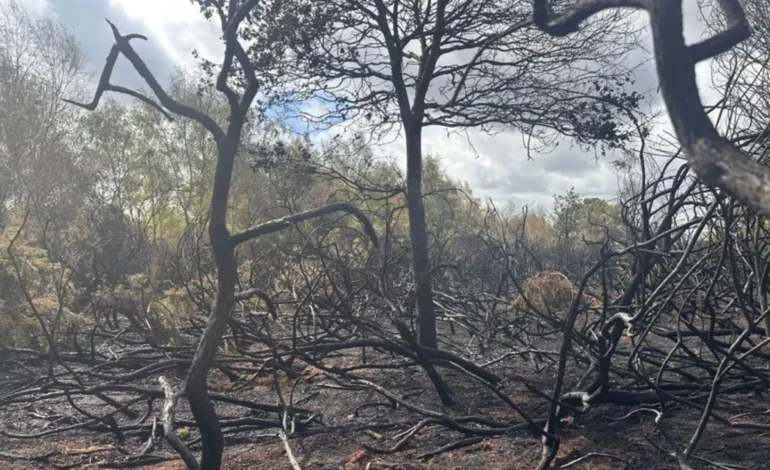 incendios-florestais-na-uniao-europeia-ja-sao-os-piores-da-historia-–-climainfo