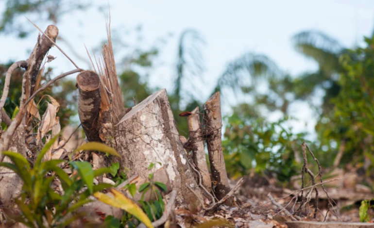 desmatamento-reduz-chuvas-e-aumenta-temperatura-na-amazonia-durante-a-seca-–-climainfo