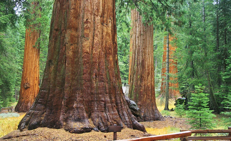 incendio-florestal-na-california-ameaca-parque-com-sequoias-gigantes-–-climainfo