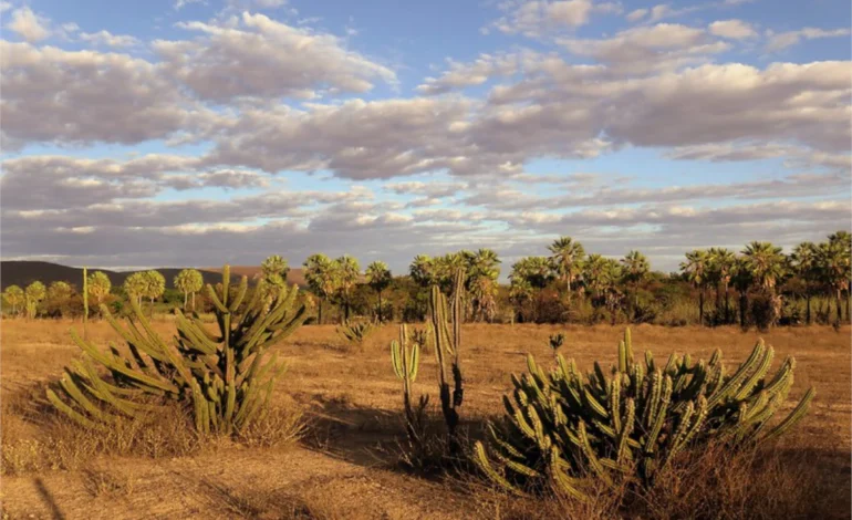 estudo-revela-importancia-da-caatinga-para-o-sequestro-de-carbono-–-climainfo