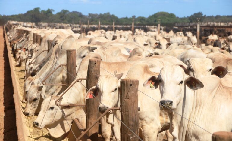 quantidade-de-bois-e-oito-vezes-maior-que-a-populacao-humana-no-tocantins