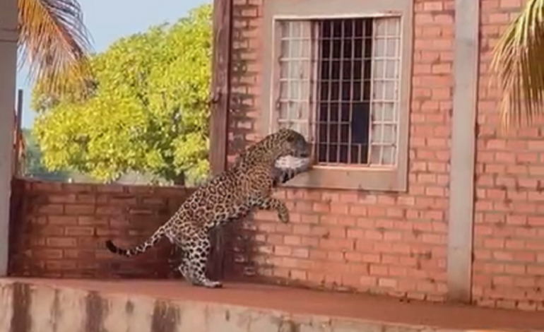 onca-pintada-e-flagrada-tentando-entrar-em-sede-de-fazenda-no-tocantins;-video