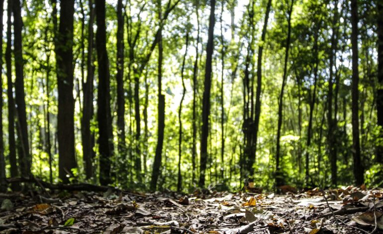 producao-florestal-do-pais-cresce-16,7%-e-chega-a-r$-44,3-bi-em-2024