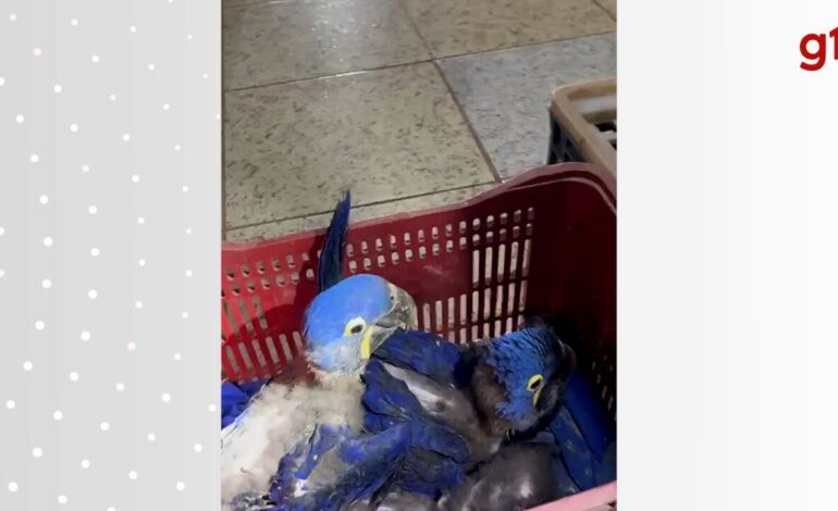 operacao-resgata-passaros-silvestres-mantidos-em-cativeiro-em-araguaina
