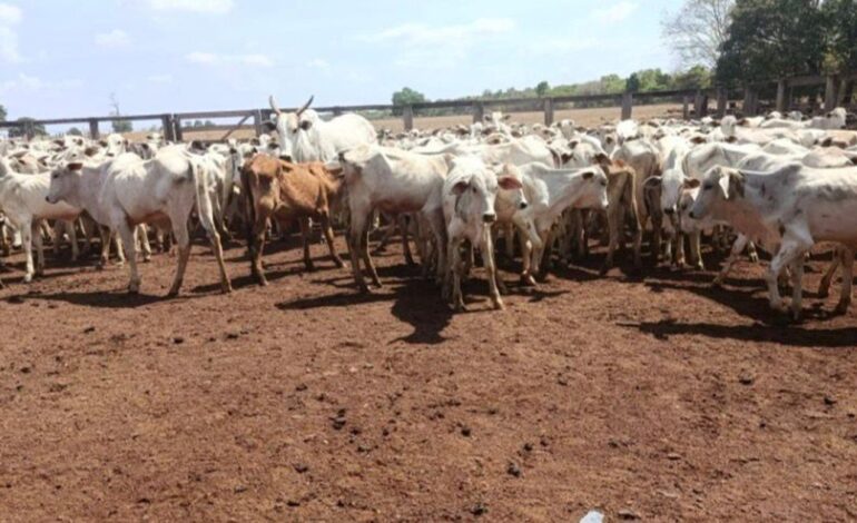 mais-de-100-cabecas-de-gado-furtadas-em-goias-sao-localizadas-no-interior-do-to