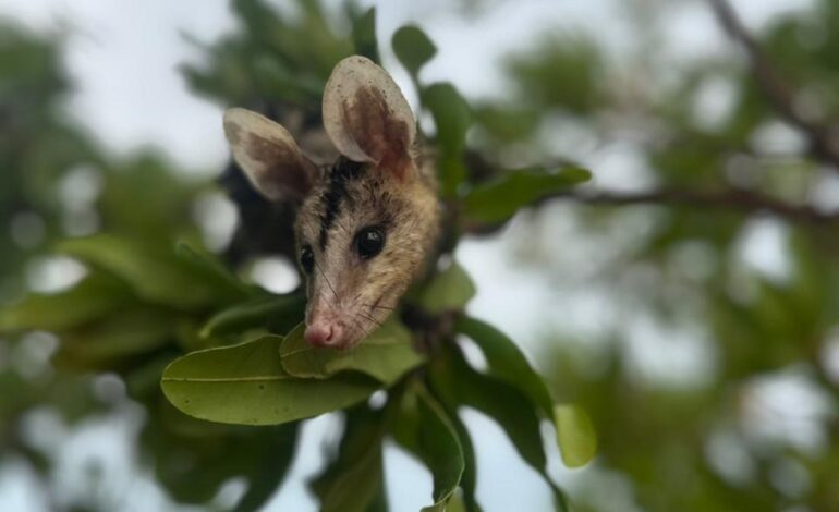 temporada-das-mucuras:-conheca-animal-que-aparece-nas-areas-urbanas-do-tocantins