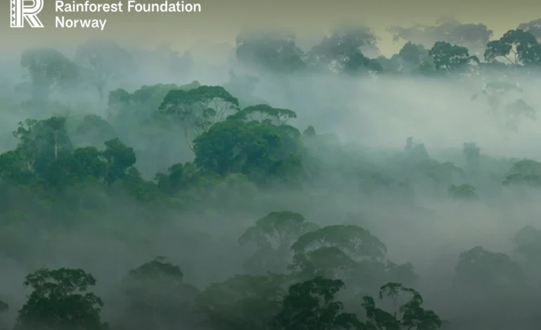 investidores-cobram-medidas-globais-contra-o-desmatamento-–-climainfo