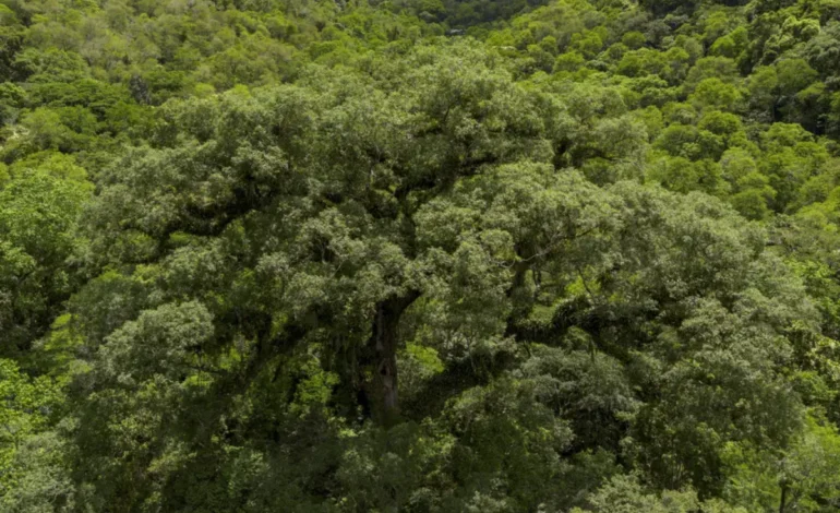 mapbiomas:-mata-atlantica-perdeu-11,5%-de-sua-vegetacao-em-40-anos-–-climainfo