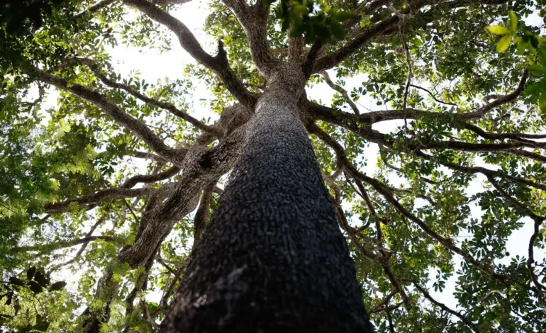 cop30:-governo-reduz-meta-de-curto-prazo-para-aportes-em-fundo-de-florestas-–-climainfo