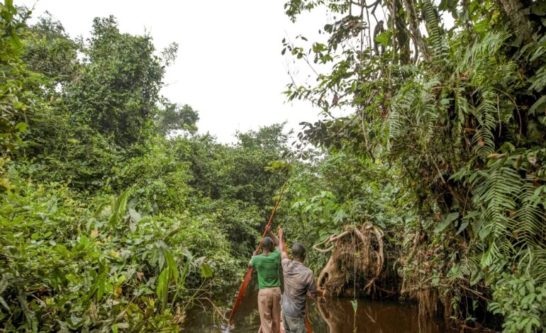 franca-lidera-acao-de-us$-2,5-bilhoes-para-proteger-floresta-do-congo