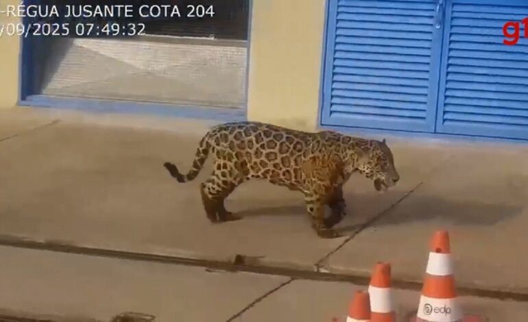 onca-pintada-e-vista