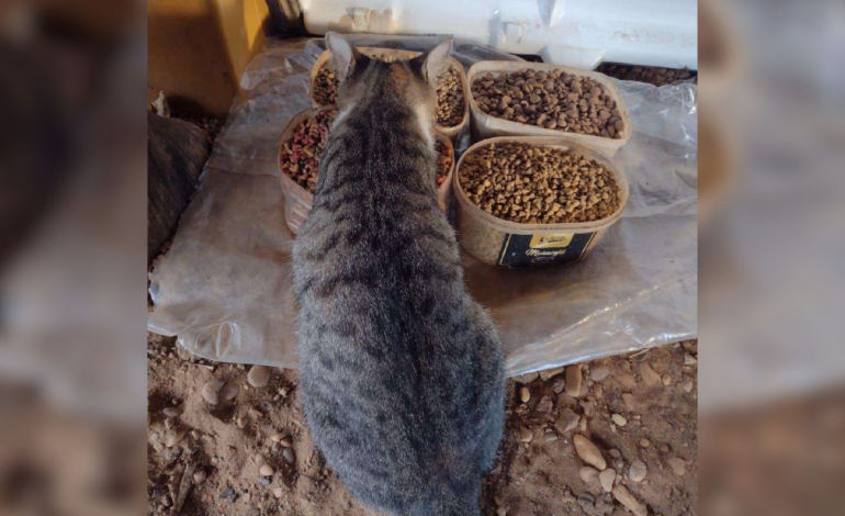 servidor-garante-direito-de-alimentar-animais-apos-prefeitura-proibir