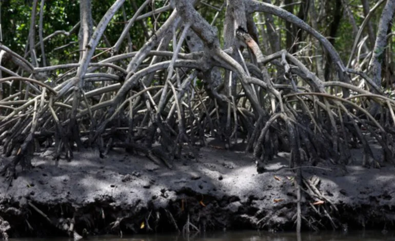 tres-estados-brasileiros-se-unem-a-movimento-global-de-preservacao-dos-manguezais -–-climainfo