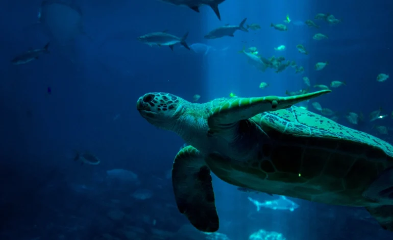 “pacote-azul”-da-cop30-propoe-investir-us$-116-bi-anuais-nos-oceanos-–-climainfo