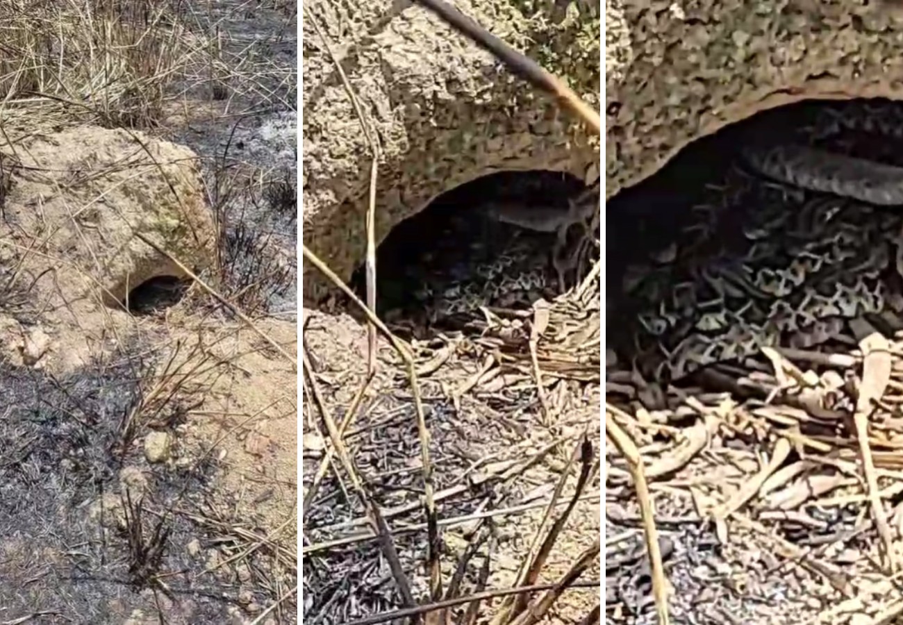 Veja o que se sabe sobre o ninho de cascavéis achado por criança | G1