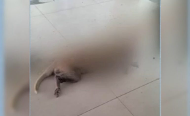 cadela-e morta-a facadas-durante roubo-e-suspeito-foge-com-veiculo-|-g1