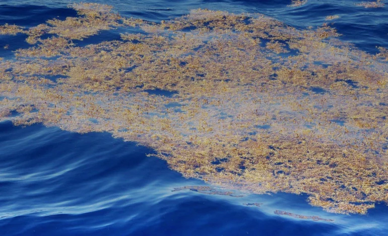 crise-climatica-altera-padrao-de-grandes-manchas-de-algas-no-atlantico-–-climainfo
