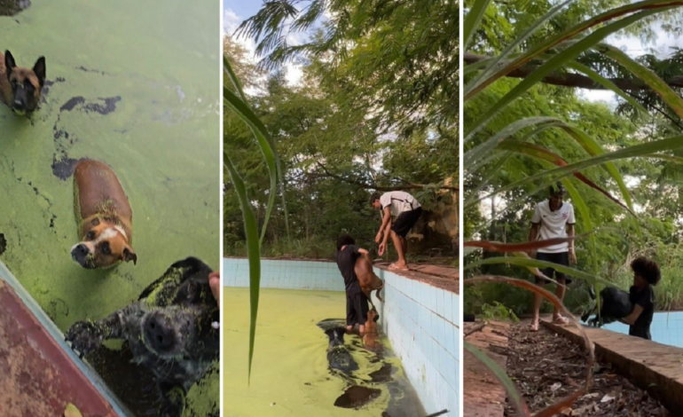 jovens-salvam-caes-que-cairam-em-piscina-de-clube-abandonado-no-to-|-g1