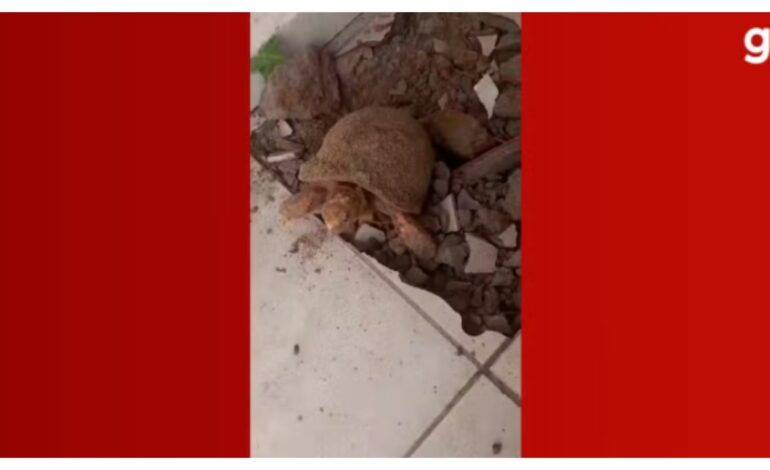 mulher-acha-jabuti-vivo-embaixo-do-piso-de-casa-10-anos-apos-reforma-|-g1