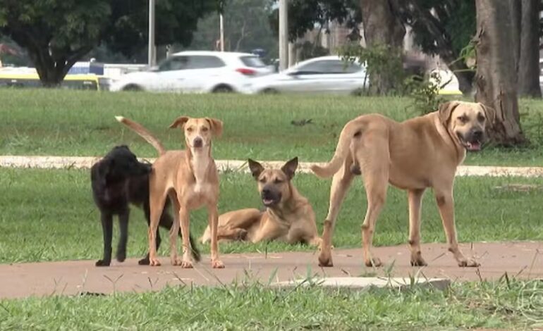 abandono-de-animais-domesticos-no-to-sera-punido-com-multa-|-g1