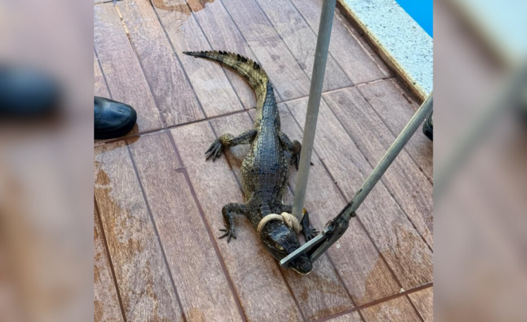filhote-de-jacare-e-encontrado-em-piscina-e-devolvido-a-natureza-|-g1