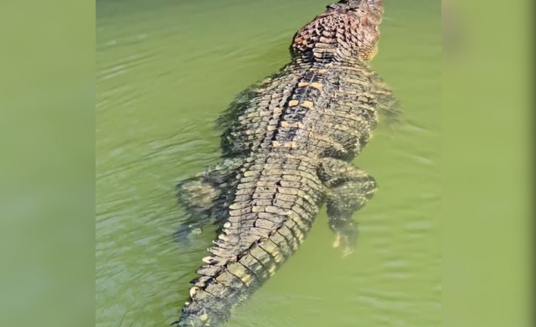 jacare-gigante-aparece-nadando-tranquilo-em-registro-de-pescador-no-to-|-g1