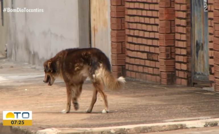 abandono-ou-maus-tratos:-entenda-legislacao-que-protege-animais-domesticos-no-tocantins-|-g1