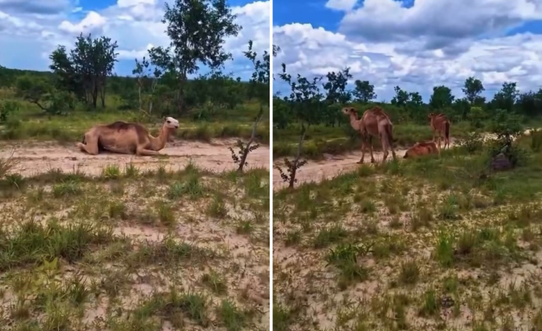 camelos-descansando-em-fazenda-do-jalapao-encantam-a-web;-video-|-g1