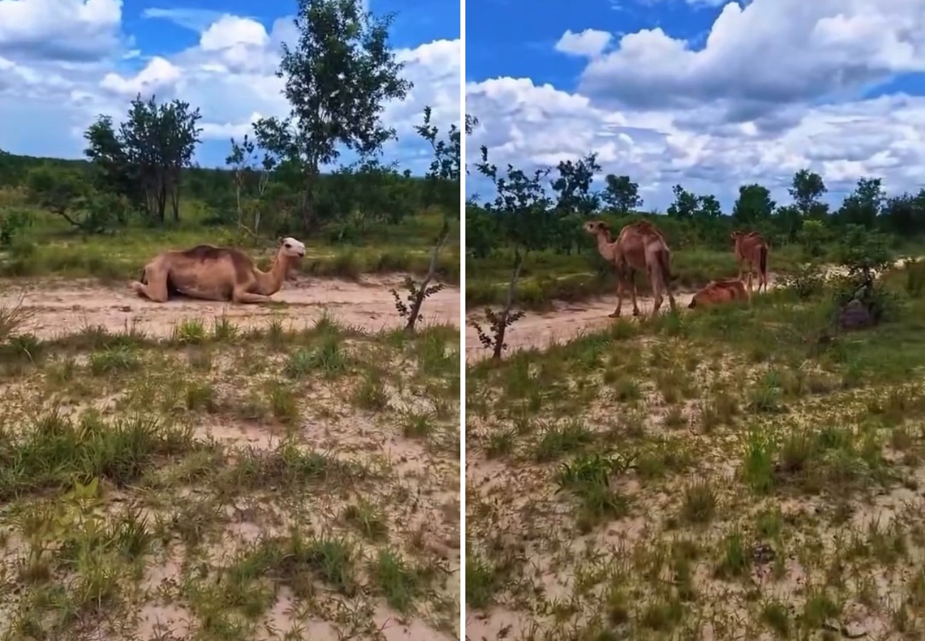 Entenda como os camelos que encantaram a web chegaram ao TO; VÍDEO | G1
