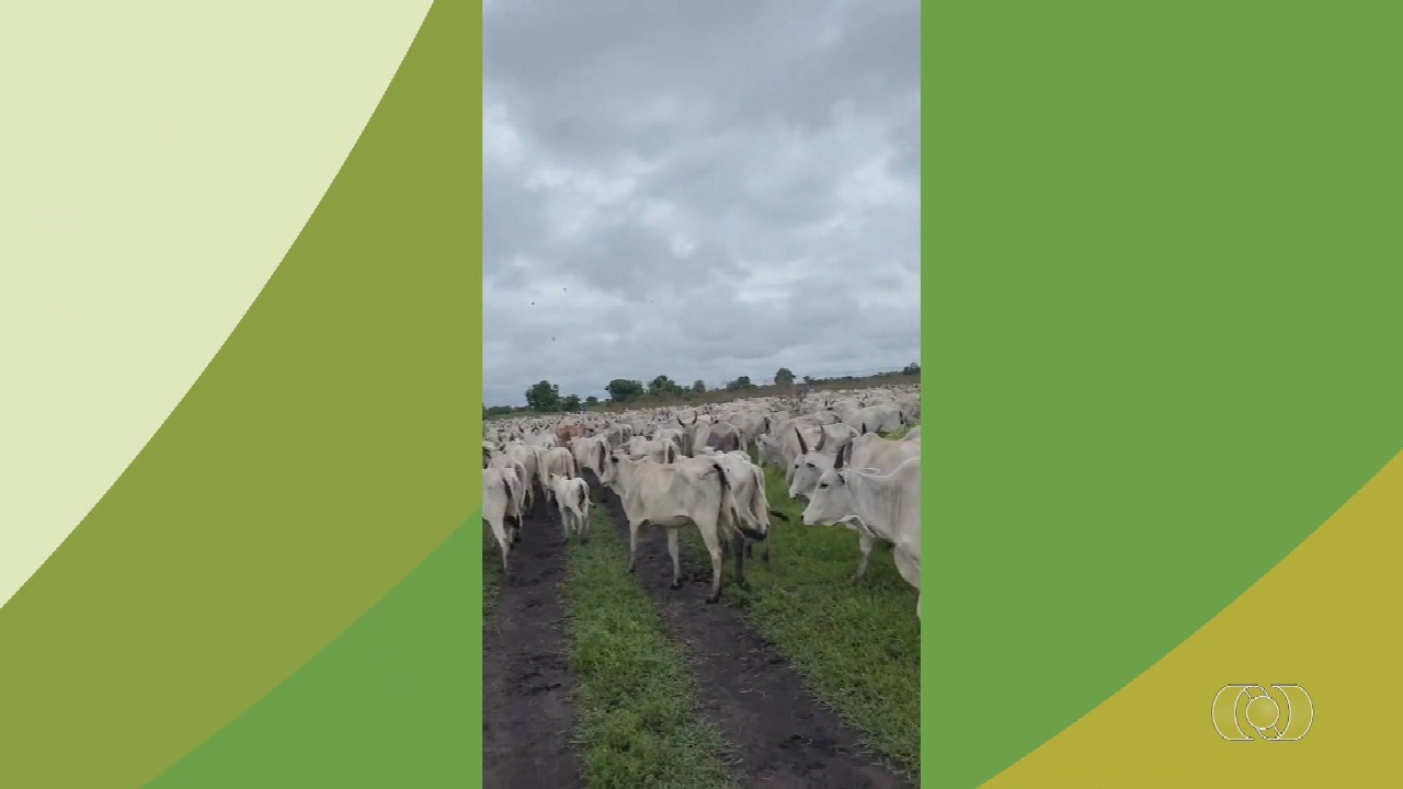 VÍDEOS: Jornal do Campo TO de domingo, 1º de fevereiro de 2026