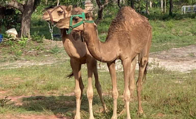 sherazade-e-natalina:-veja-os-nomes-dos-camelos-que-vivem-no-tocantins-|-g1