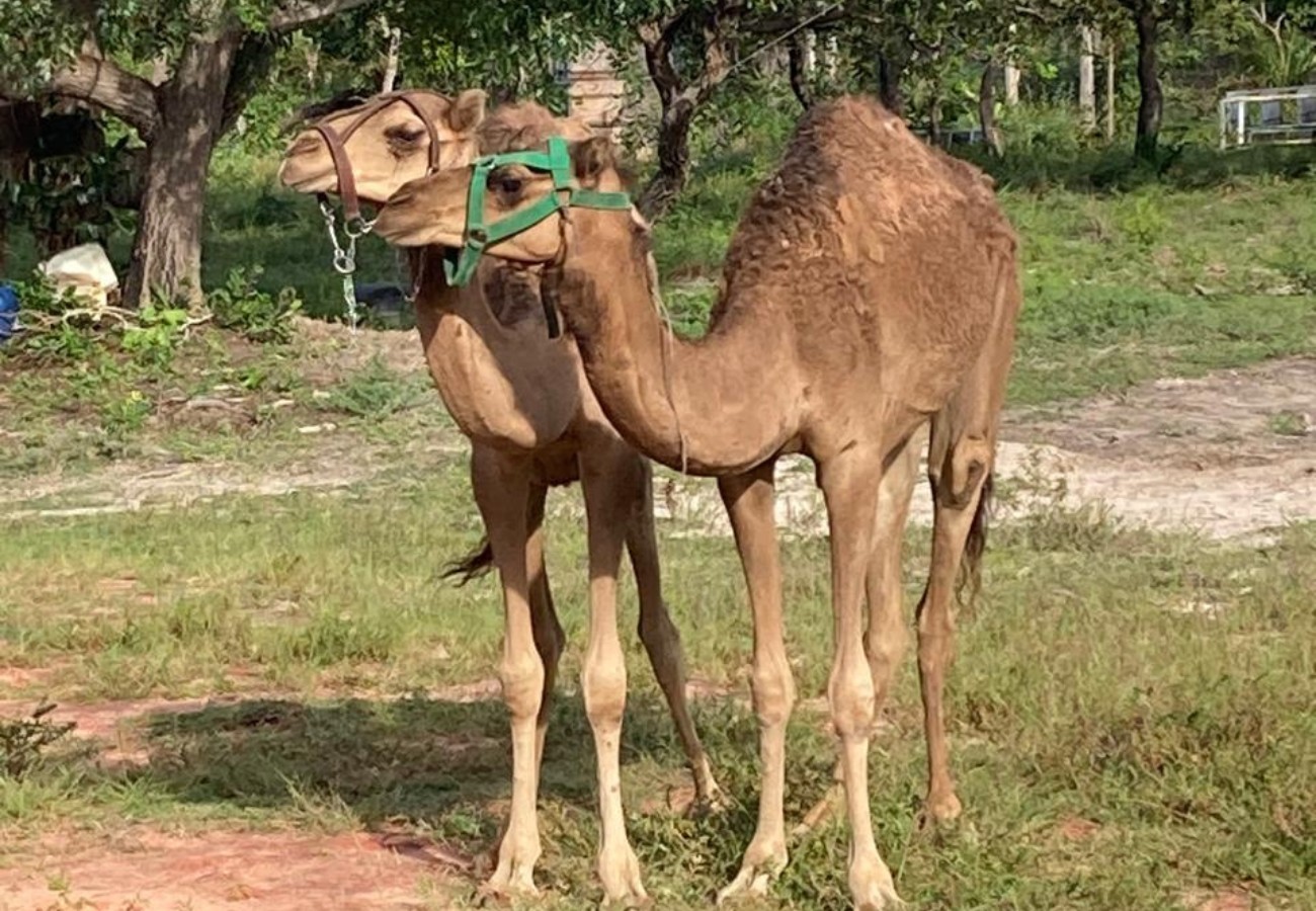 Sherazade e Natalina: veja os nomes dos camelos que vivem no Tocantins | G1